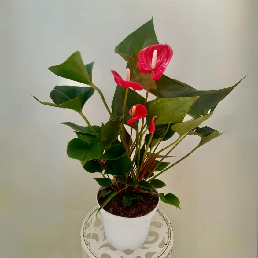 Houseplants Infinity Flowers, Meath