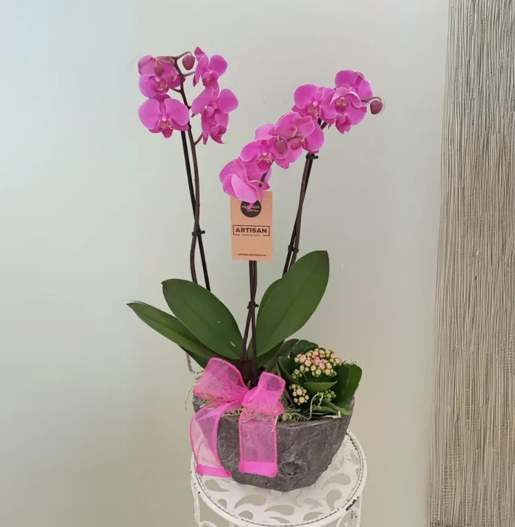 orchid flowers - houseplants